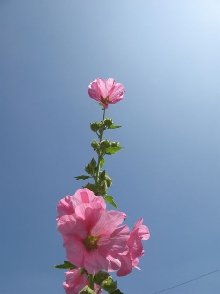 f:id:elmikamino:20090805130216j:image