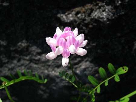 f:id:elmikamino:20090805130217j:image