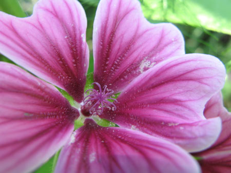 f:id:elmikamino:20090805130218j:image