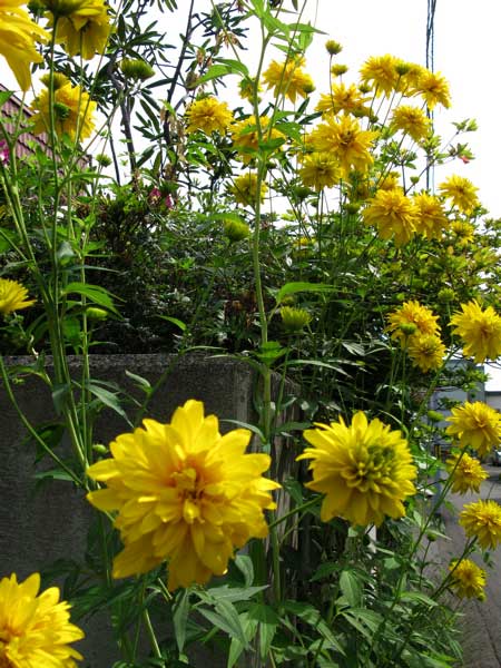 f:id:elmikamino:20090805140348j:image