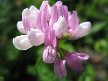 f:id:elmikamino:20090805144327j:image