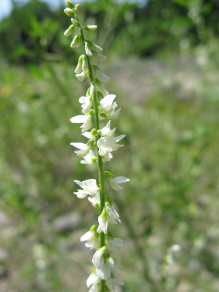 f:id:elmikamino:20090806112404j:image
