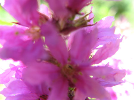 f:id:elmikamino:20090806112405j:image