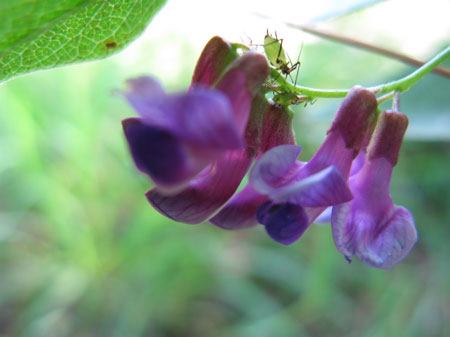f:id:elmikamino:20090806112407j:image