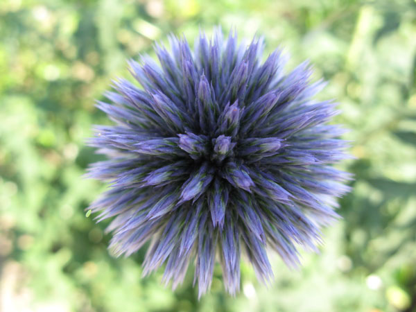 f:id:elmikamino:20090806232506j:image