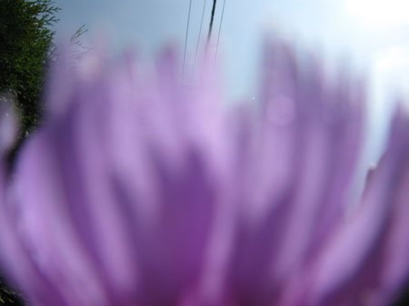 f:id:elmikamino:20090808234720j:image