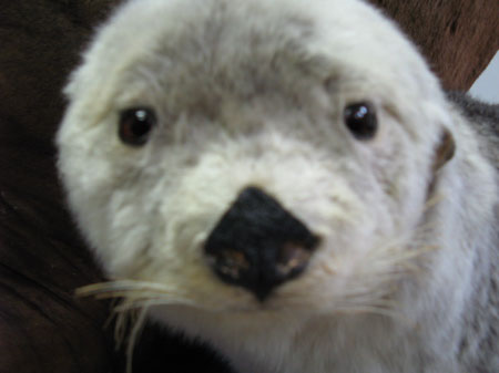 f:id:elmikamino:20090815003101j:image