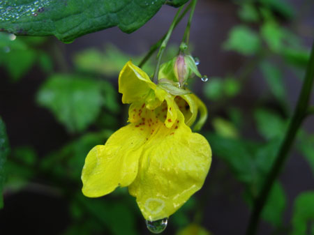 f:id:elmikamino:20090815003102j:image