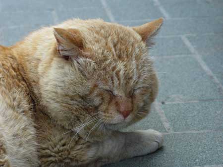 f:id:elmikamino:20090815003105j:image