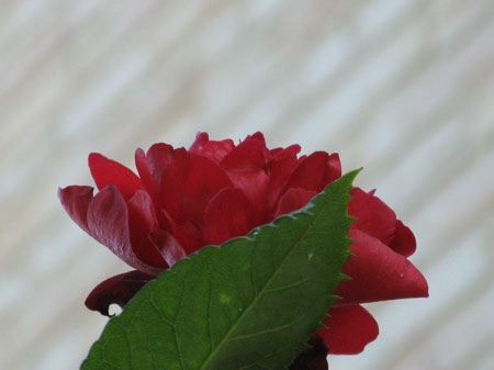 f:id:elmikamino:20090815003111j:image f:id:elmikamino:20090815003111j:image