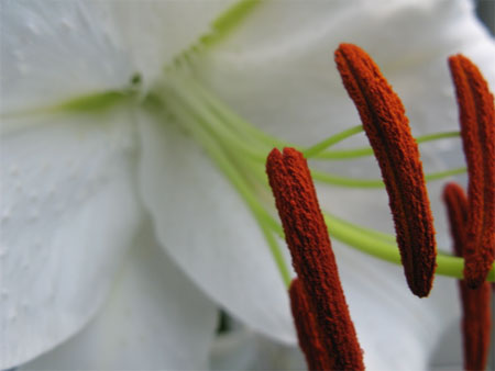 f:id:elmikamino:20090818113520j:image