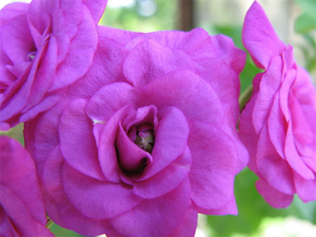 f:id:elmikamino:20090818113523j:image