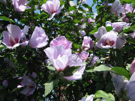 f:id:elmikamino:20090818114429j:image