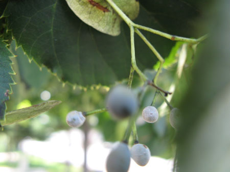 f:id:elmikamino:20090818114430j:image