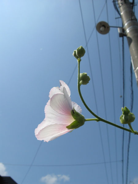 f:id:elmikamino:20090818114431j:image