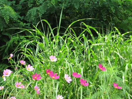 f:id:elmikamino:20090818114642j:image