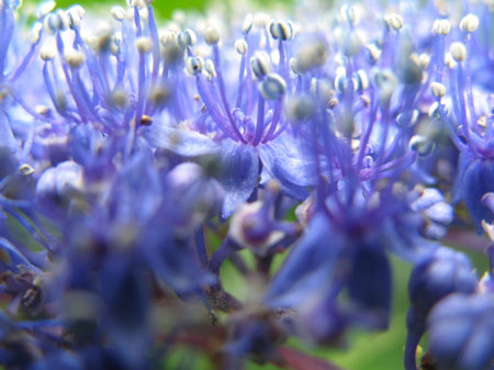 f:id:elmikamino:20090818114645j:image