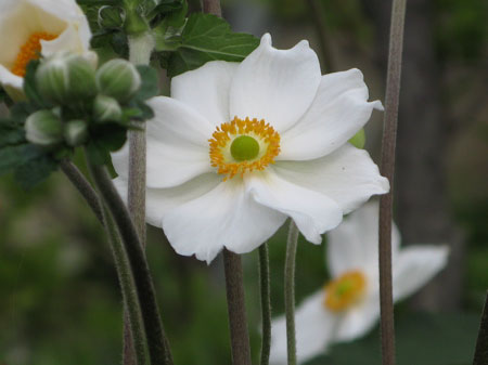 f:id:elmikamino:20090818114646j:image