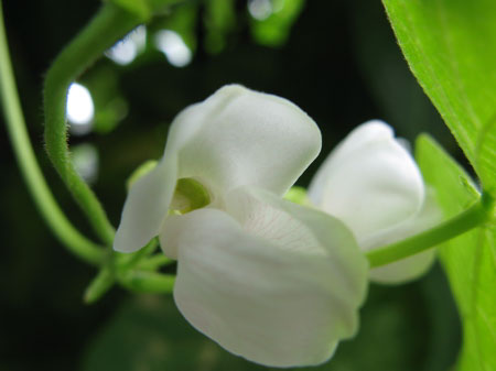 f:id:elmikamino:20090823113647j:image f:id:elmikamino:20090823113647j:image