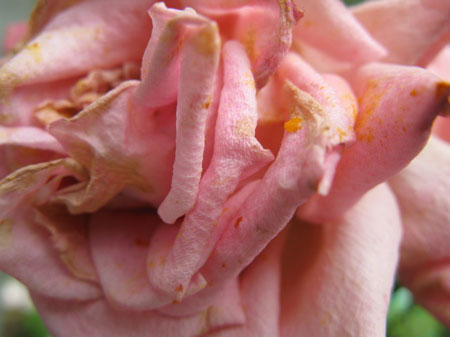 f:id:elmikamino:20090823113651j:image f:id:elmikamino:20090823113651j:image