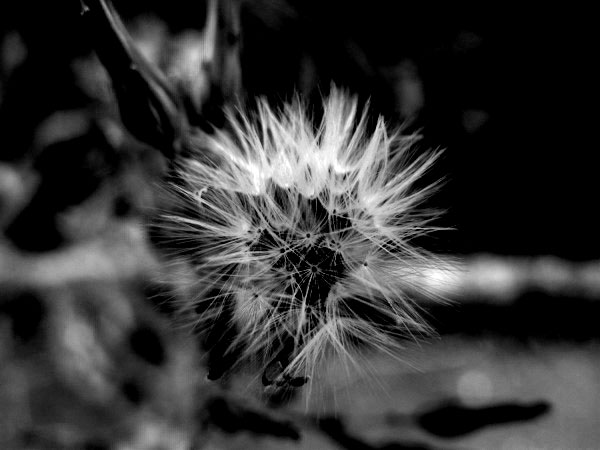 f:id:elmikamino:20090824012826j:image f:id:elmikamino:20090824012826j:image