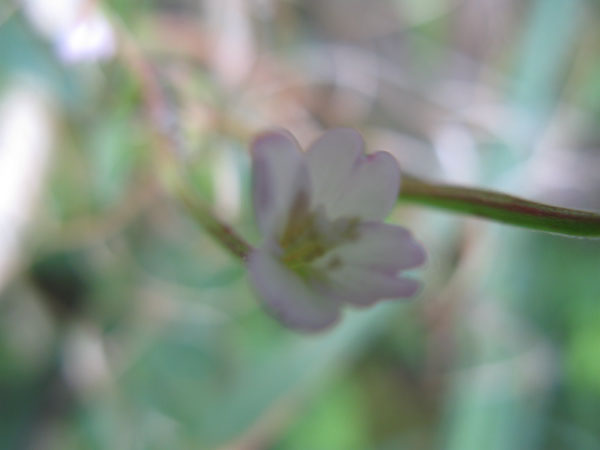 f:id:elmikamino:20090831154206j:image