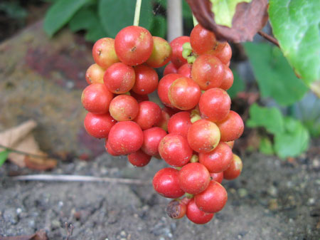 f:id:elmikamino:20090901140647j:image