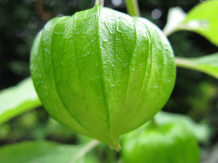 f:id:elmikamino:20090901140648j:image