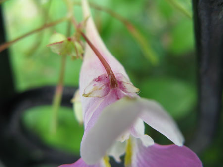 f:id:elmikamino:20090901140651j:image