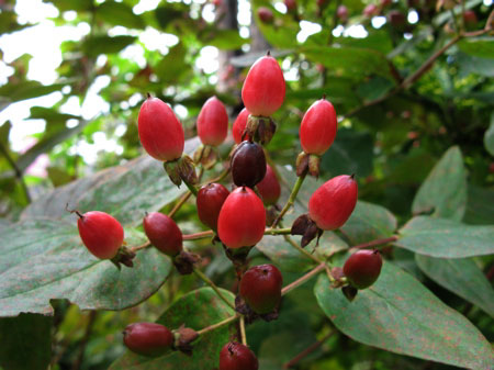 f:id:elmikamino:20090901140657j:image