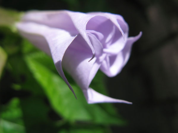 f:id:elmikamino:20090901140658j:image
