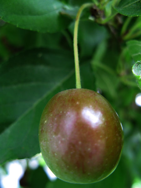 f:id:elmikamino:20090904103414j:image