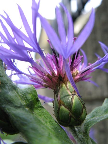 f:id:elmikamino:20090904103416j:image