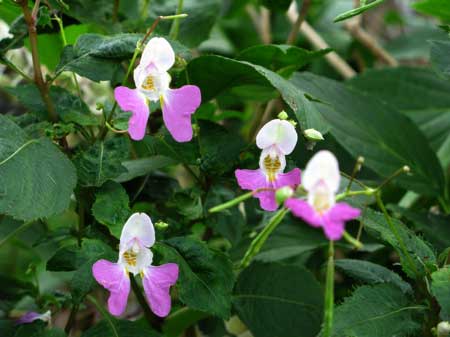 f:id:elmikamino:20090904103417j:image