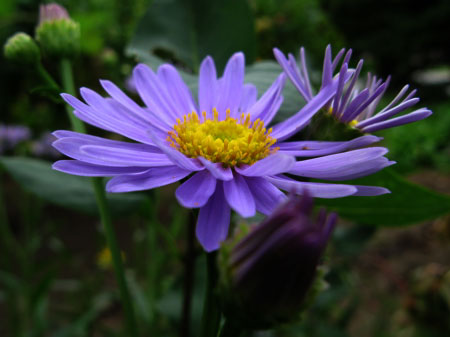 f:id:elmikamino:20090904103418j:image