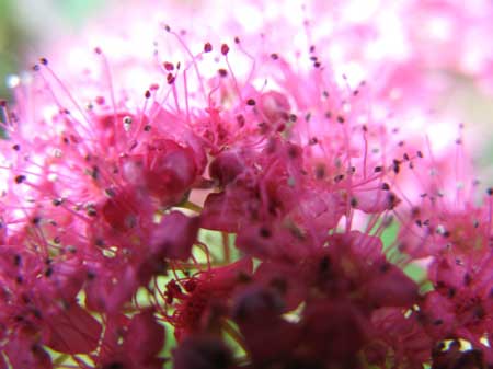 f:id:elmikamino:20090904103419j:image