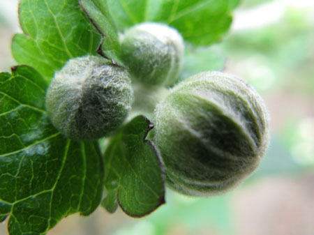 f:id:elmikamino:20090904103422j:image