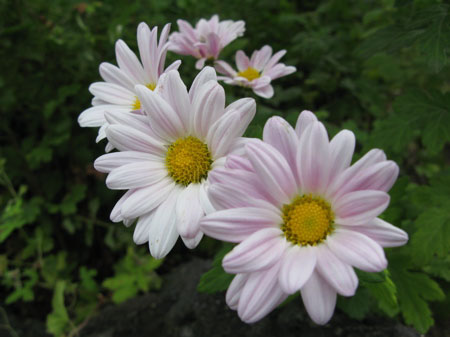 f:id:elmikamino:20090904103423j:image