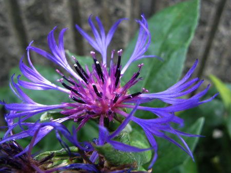 f:id:elmikamino:20090904124314j:image