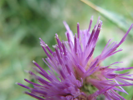 f:id:elmikamino:20090905124413j:image