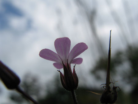 f:id:elmikamino:20090905124415j:image