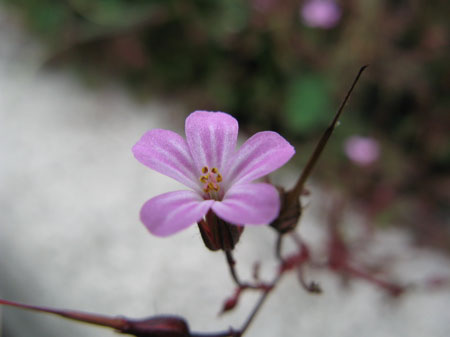 f:id:elmikamino:20090905124416j:image