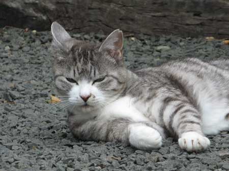 f:id:elmikamino:20090905124417j:image
