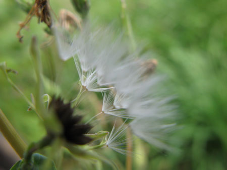 f:id:elmikamino:20090905124418j:image