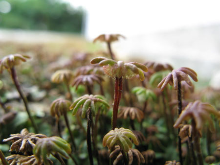 f:id:elmikamino:20090905124419j:image