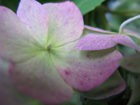 f:id:elmikamino:20090905124422j:image