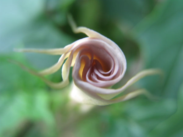 f:id:elmikamino:20090906215145j:image