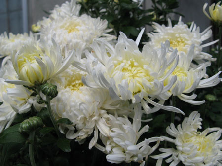 f:id:elmikamino:20090907184746j:image