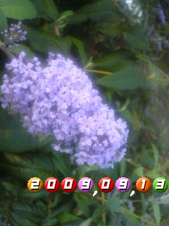 f:id:elmikamino:20090913162229j:image