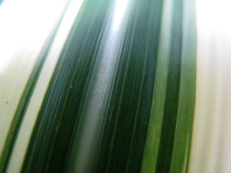 f:id:elmikamino:20090918115317j:image